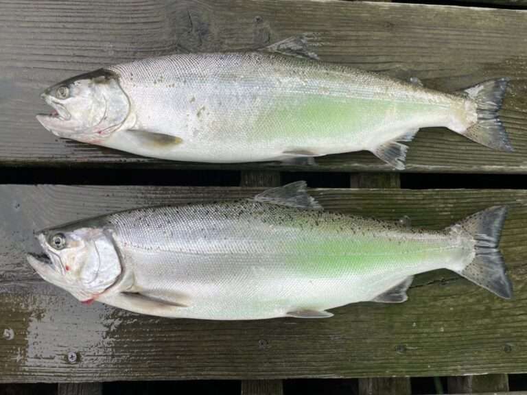 キザキマスは長野県木崎湖で釣れる幻の魚