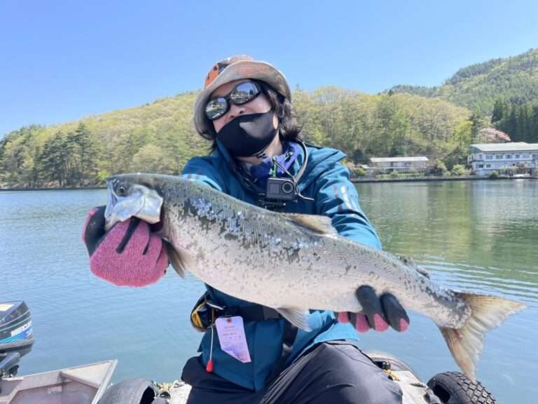 キザキマスは長野県木崎湖で釣れる幻の魚