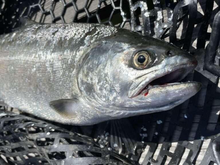 キザキマスは長野県木崎湖で釣れる幻の魚