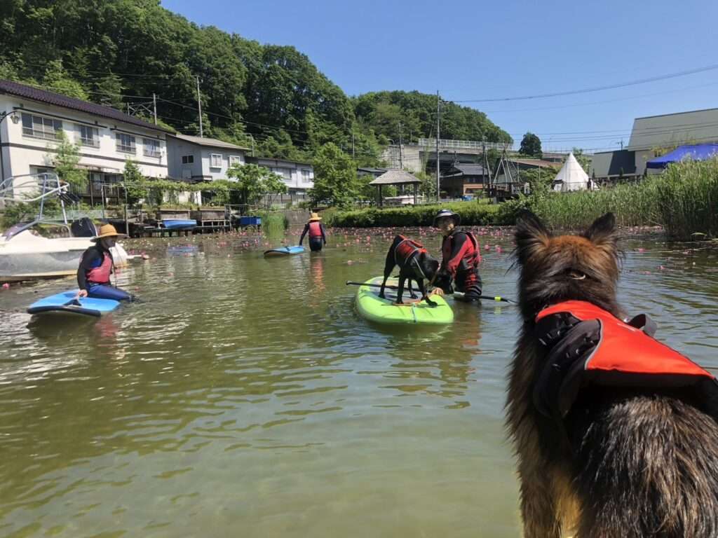 SUPサップ犬わんちゃんとサップ