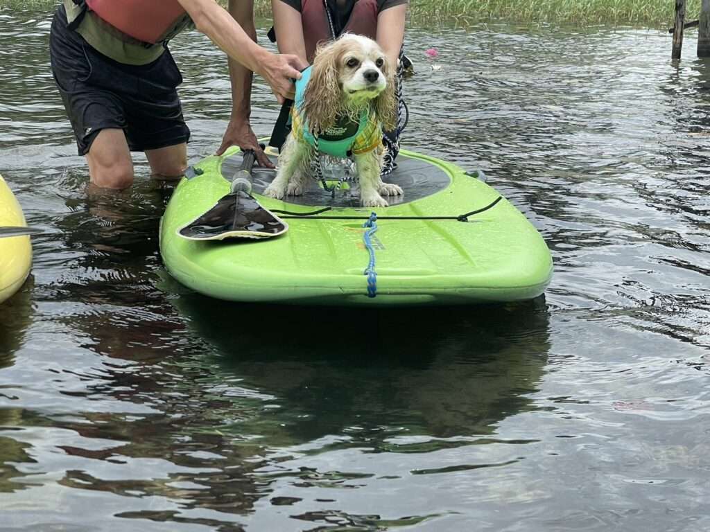 白馬にお越しの際は木崎湖でレンタルSUP(サップ)はいかが!?ワンちゃんと一緒の愛犬プランも好評です！