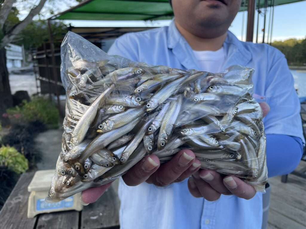 木崎湖ワカサギ釣果情報　10/13