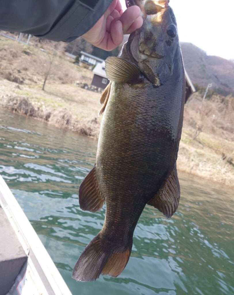 木崎湖バス釣果情報　4/4