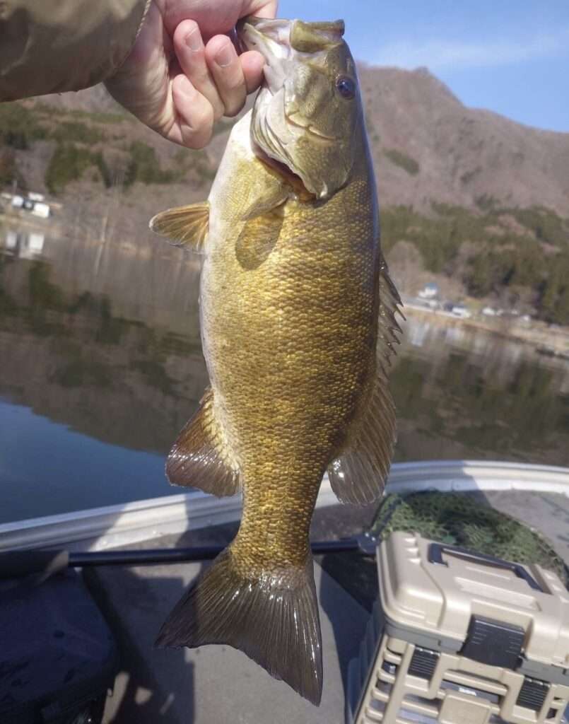 木崎湖バス釣果情報　4/13