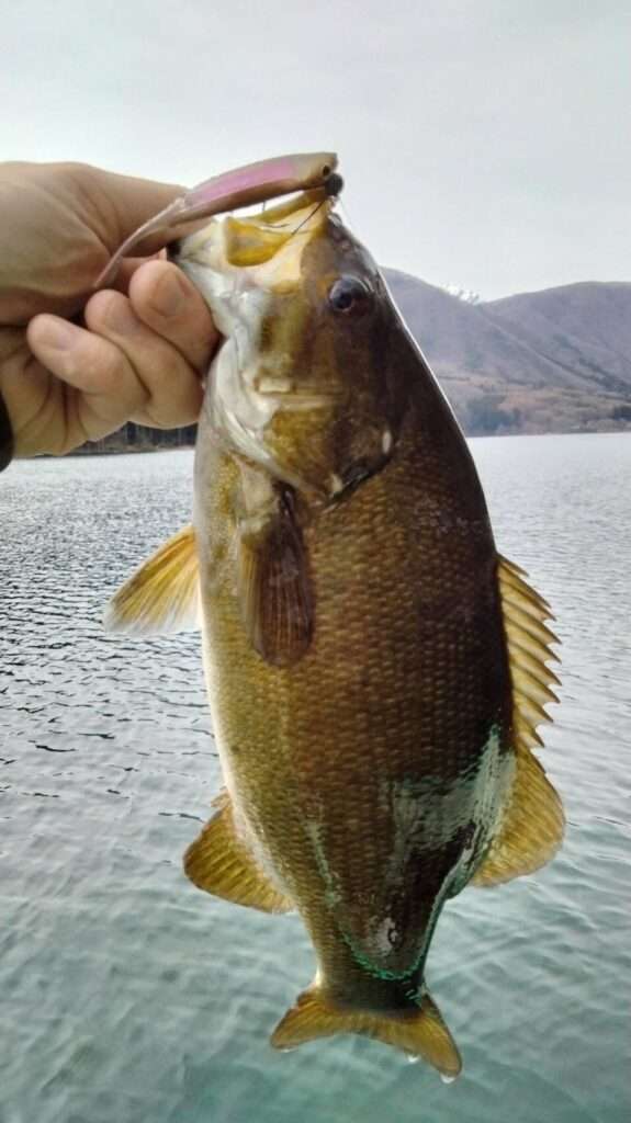 木崎湖バス釣果情報　4/13