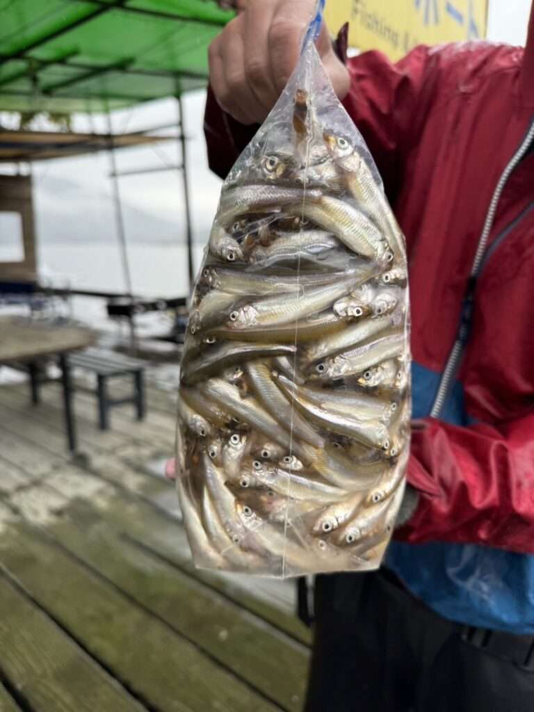木崎湖ワカサギ釣果情報　10/11