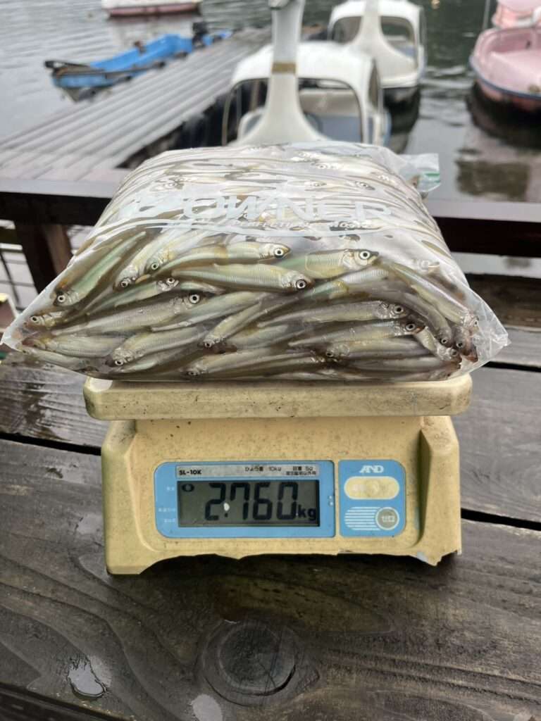 木崎湖ワカサギ釣果情報　10/11