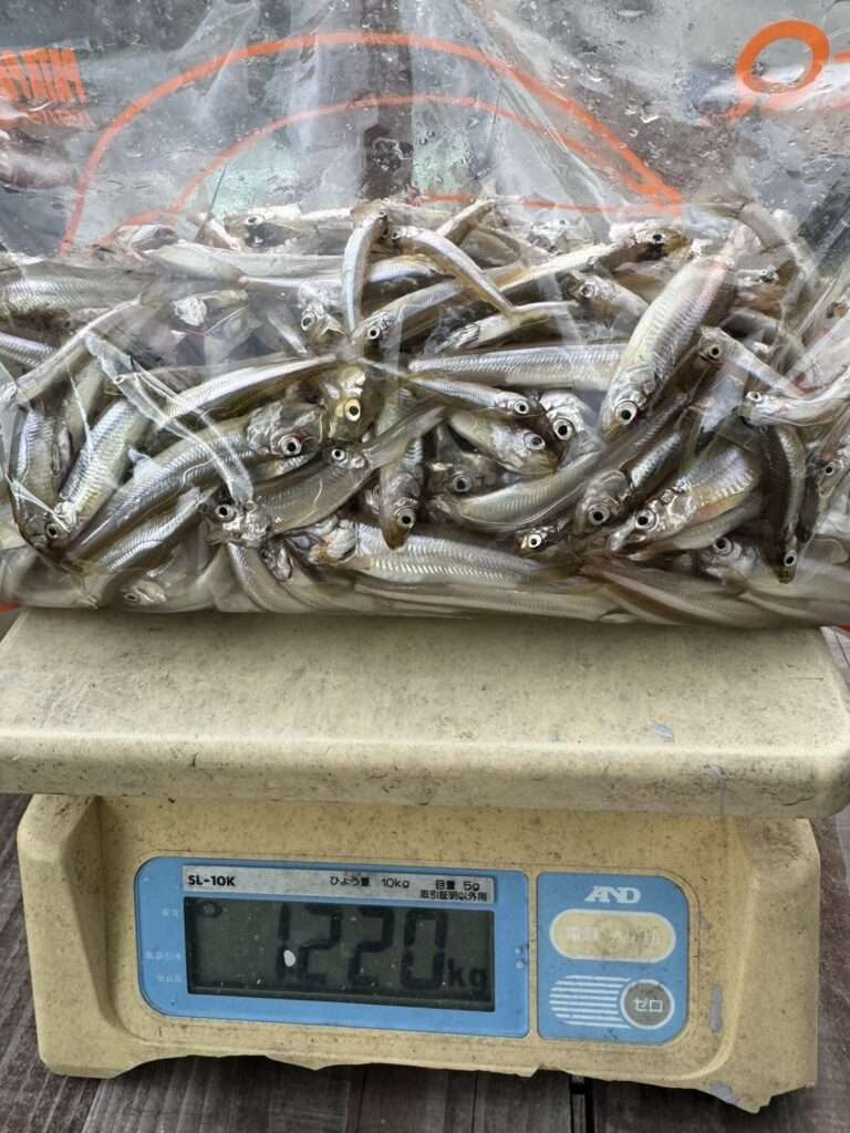 木崎湖ワカサギ釣果情報　10/20