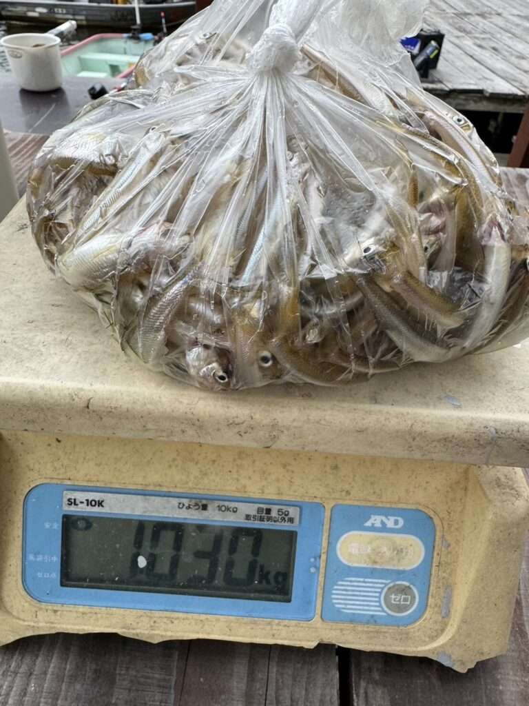 木崎湖ワカサギ釣果情報　10/20