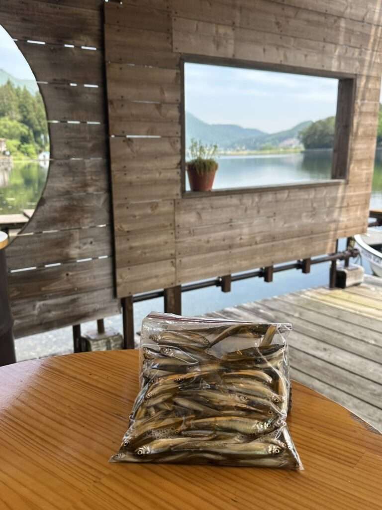 木崎湖ワカサギ釣果情報　5/19