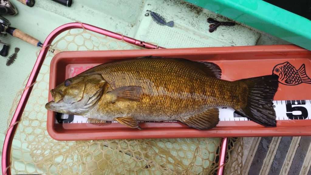 木崎湖バス釣果情報　5/22