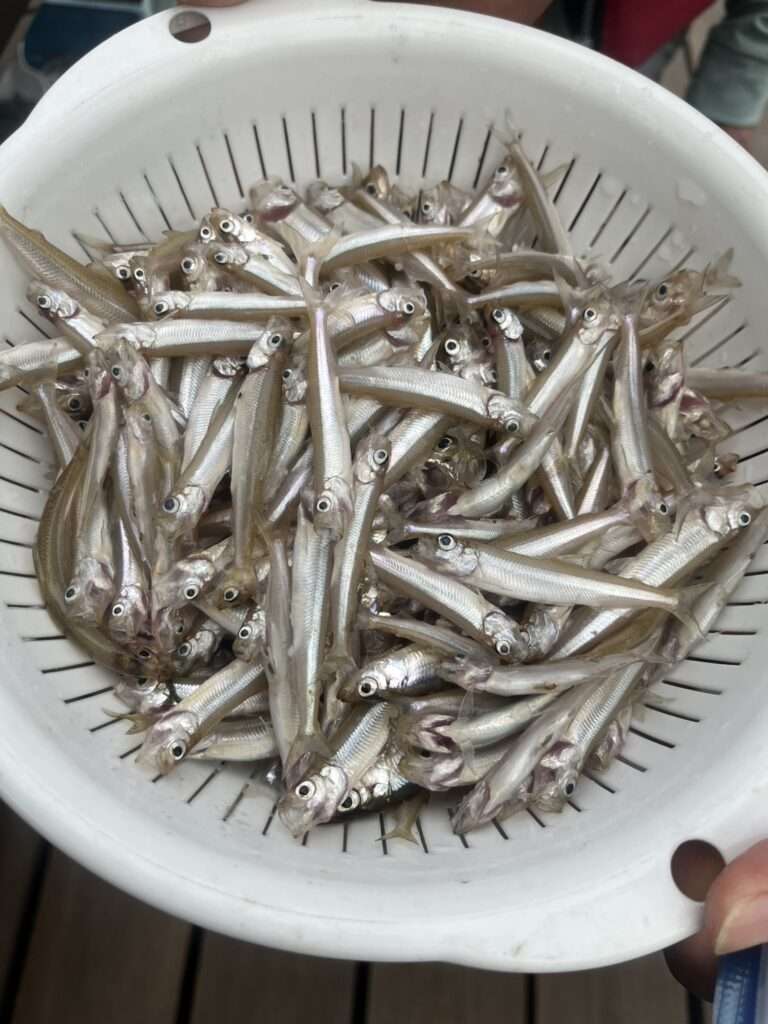 木崎湖ワカサギ釣果情報　9/13