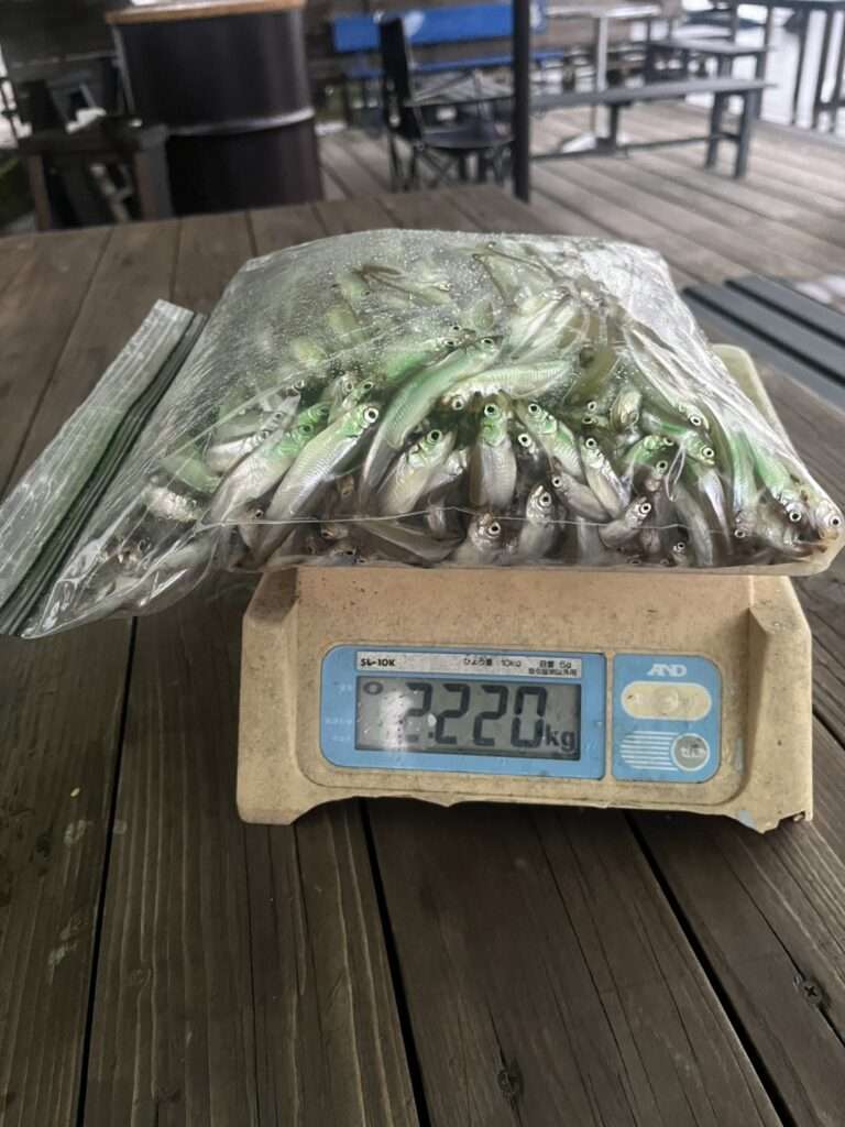 木崎湖ワカサギ釣果情報　9/16